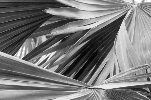 istock Monochrome image of dramatic, radiating lines in tropical leaves. 672661516