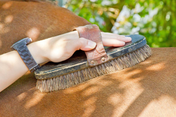 Adorable young girl gently brushes a horse in an open ranch setting, showcasing the bond between child and animal.