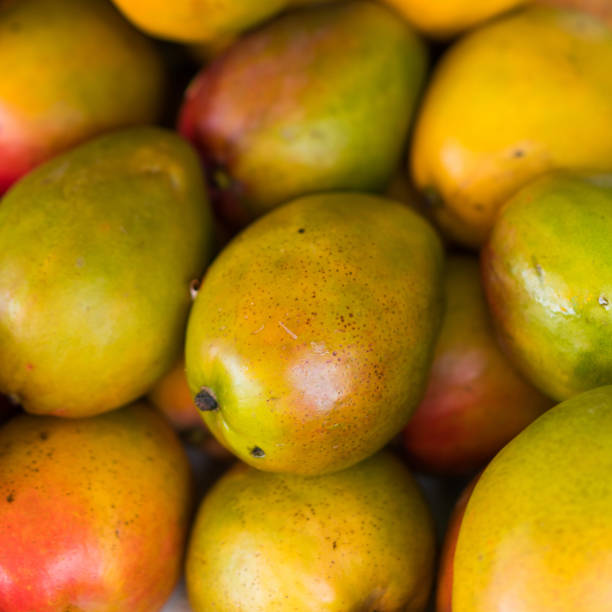 istock Mangoes farmers market 672677606