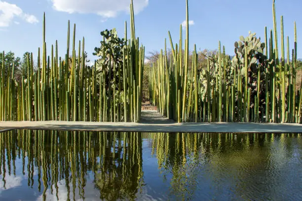 Garden with an artificial small pond reflecting cactus in Oaxaca, Mexico. The sky has a deep blue color with some clouds.