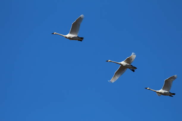 istock Trumpeter Swans Flying in Yellowstone National Park 672681684