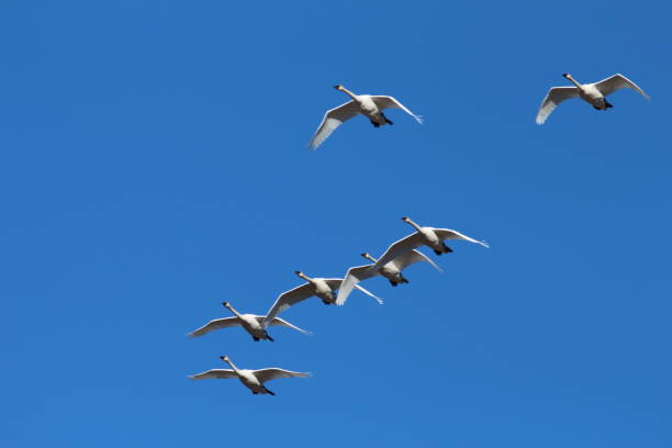 istock Trumpeter Swans Flying in Yellowstone National Park 672681686
