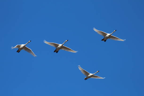 istock Trumpeter Swans Flying in Yellowstone National Park 672681692