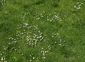 istock Daisies on green grass 672681704
