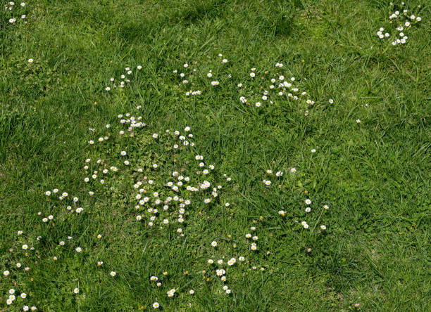 Daisies on green grass stock photo