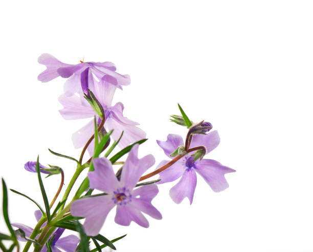 istock Small lilac flowers isolated on a  white background 672688754