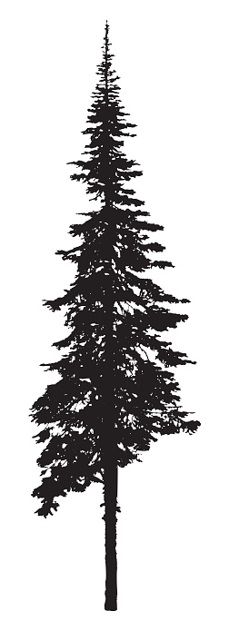 A vector silhouette illustration of a pine tree with roots showing.