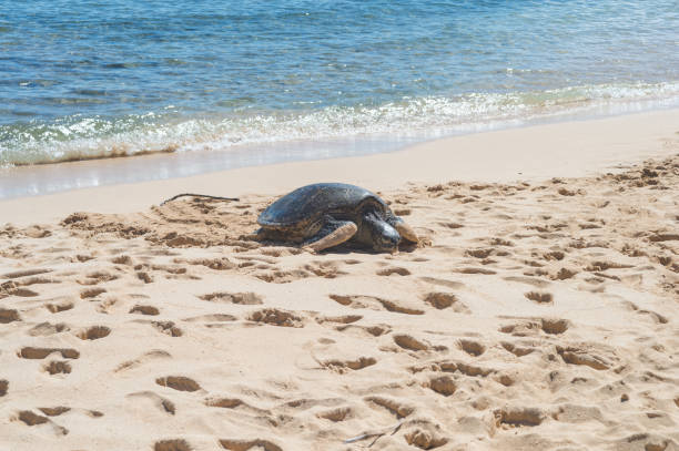 istock Sea turtle crawling along Hawaiian beach 672689878
