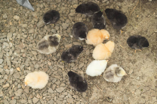 Group of young freshly-hatched chicks walk around the garden