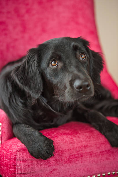 istock Dog laying on pink chair 672693748