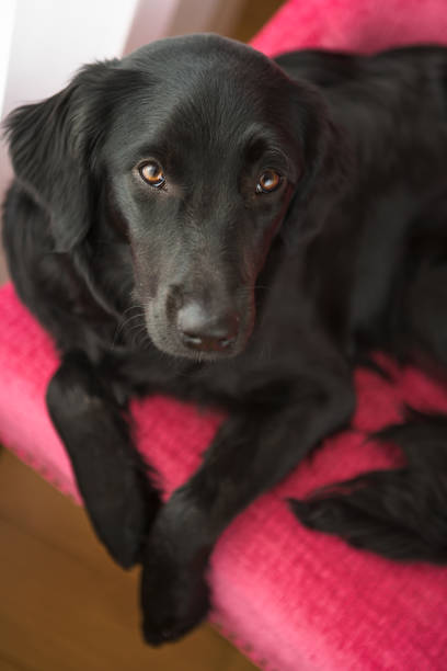 istock Dog laying on pink chair 672693790