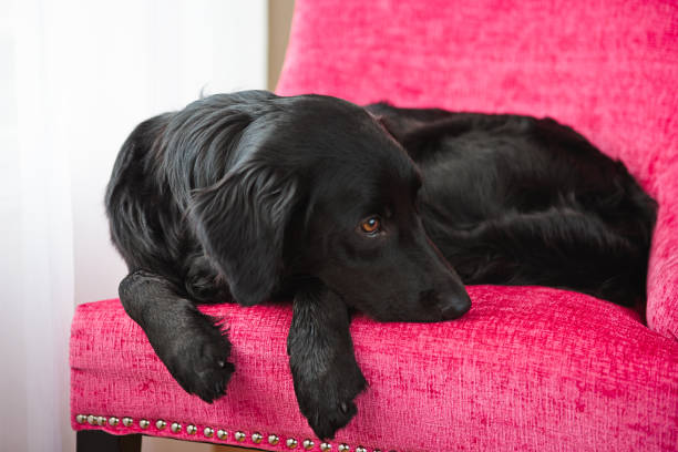 istock Dog laying on pink chair 672693856