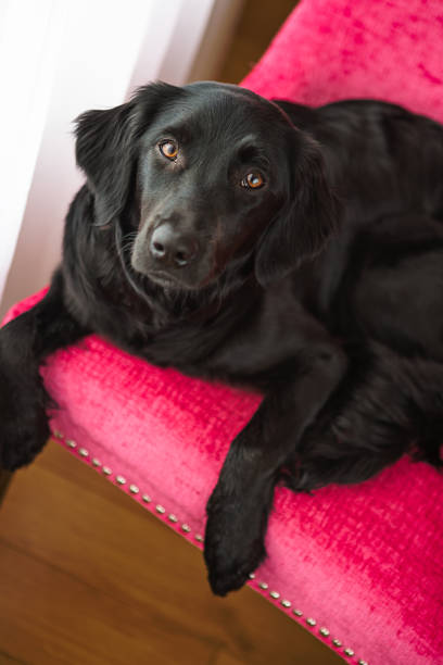 istock Dog laying on pink chair 672694132