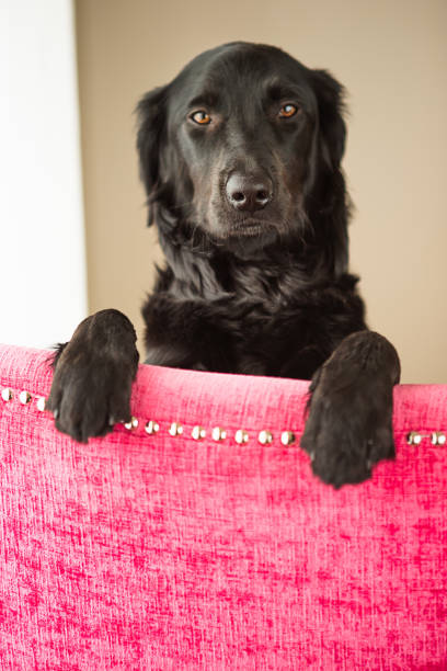 istock Dog standing behind pink chair 672694178