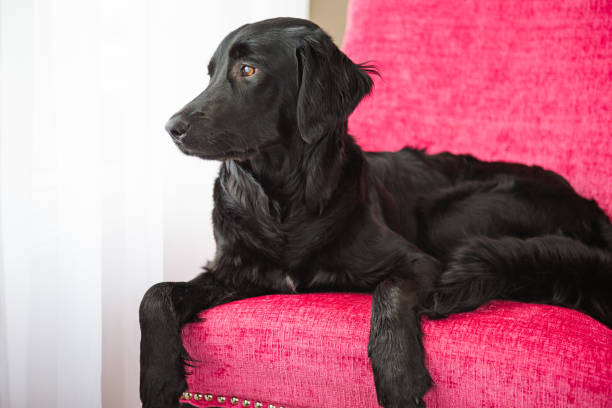 istock Dog laying on pink chair 672696374