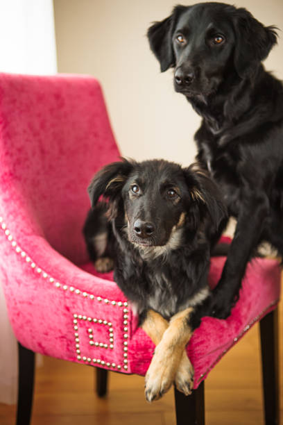 istock 2 black dog sitting on pink chair 672696420