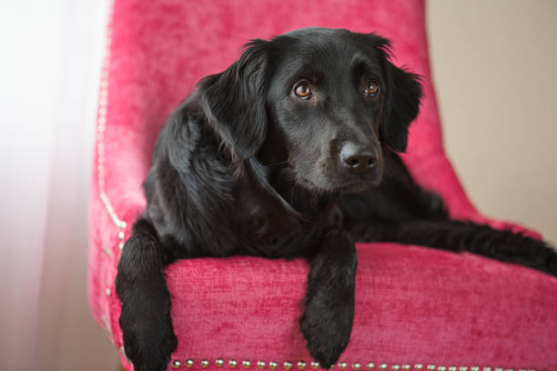 Dog laying on pink chair