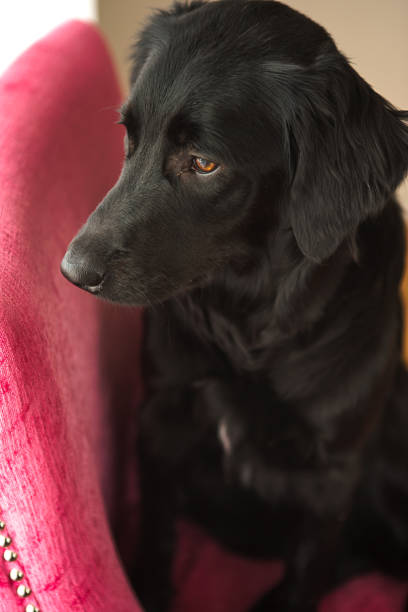 istock Dog sitting on pink chair 672696664