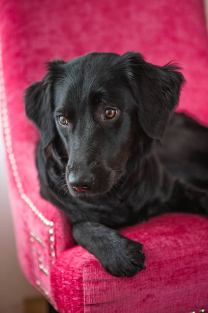 istock Dog laying on pink chair 672696780