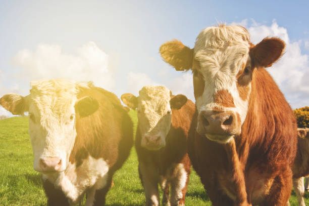 istock cow close up head shots in an irish field 672700752