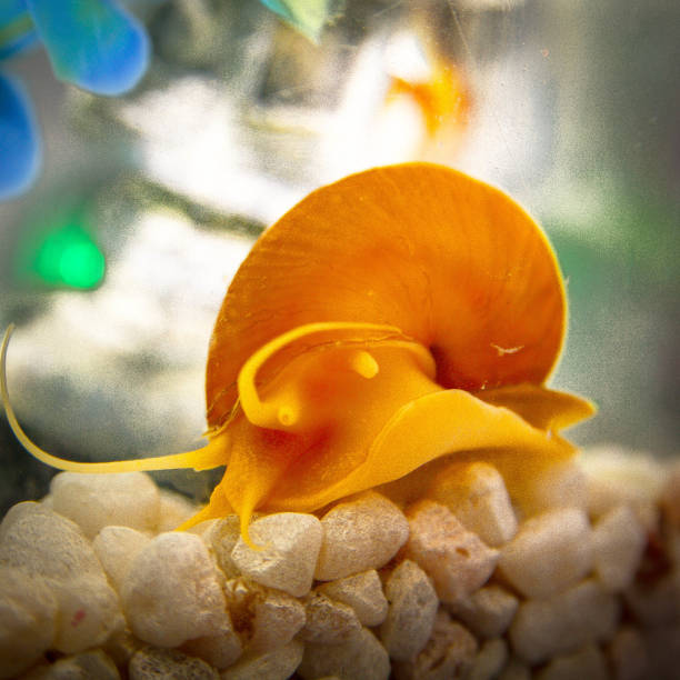 istock Home Aquarium with Guppies and Snail 672701564