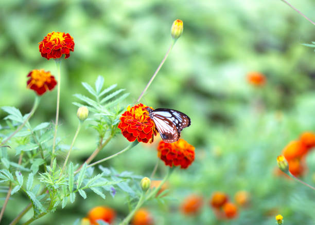 istock Butterfly the garden 672711234