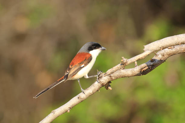 istock Beautiful black and orange bird, Long-tailed Shrike (Lanius schach) perching on a branch 672711374