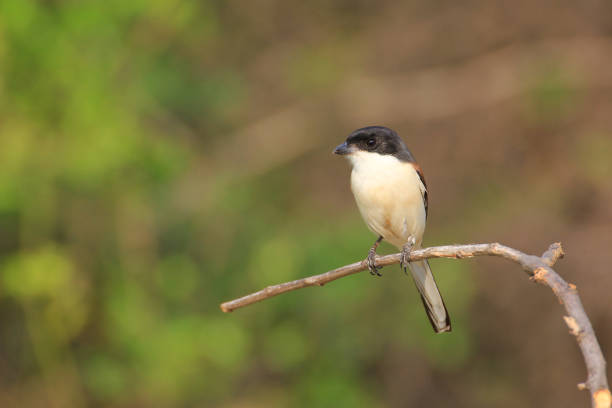 istock Beautiful black and red bird, Burmese Shrike (Lanius collurioides) perching on a branch 672711378