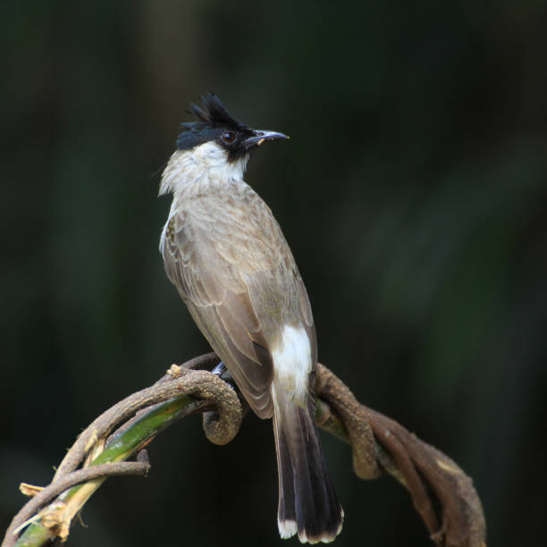 istock beautiful bird on branch, Sooty-headed bulbul (Pycnonotus aurigaster) 672711406