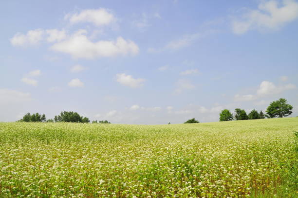 Buckwheat field Buckwheat field with blue sky at summer in Hokkaido Japan 田畑 stock pictures, royalty-free photos & images