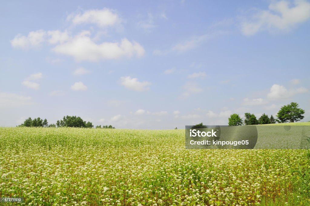 Buğday alanı - Royalty-free Arka planlar Stok görsel Buğday alanı - Royalty-free Arka planlar Stok görsel