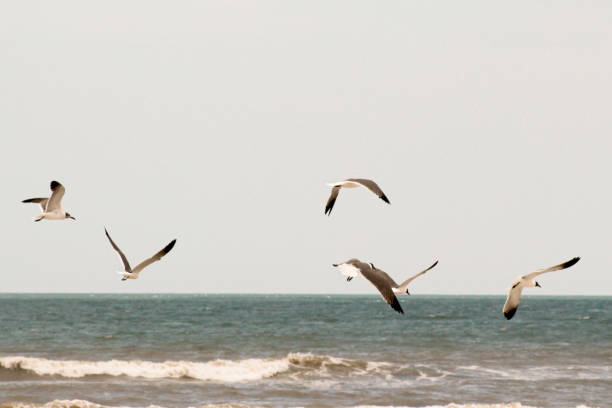 5 seaguls in flight feeding