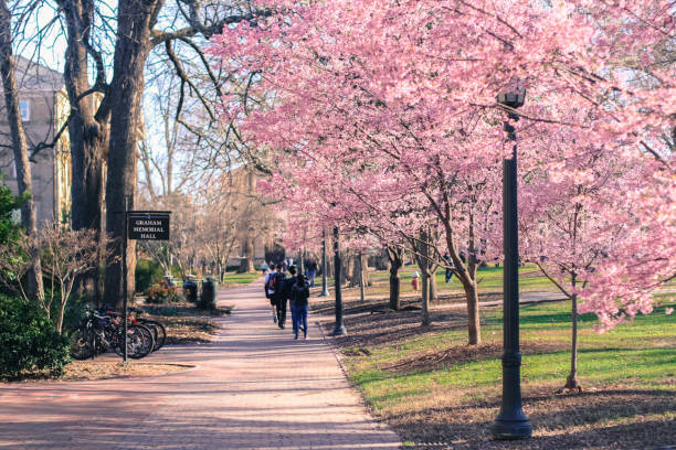 Spring Cherry Blossoms at UNC-Chapel Hill stock photo