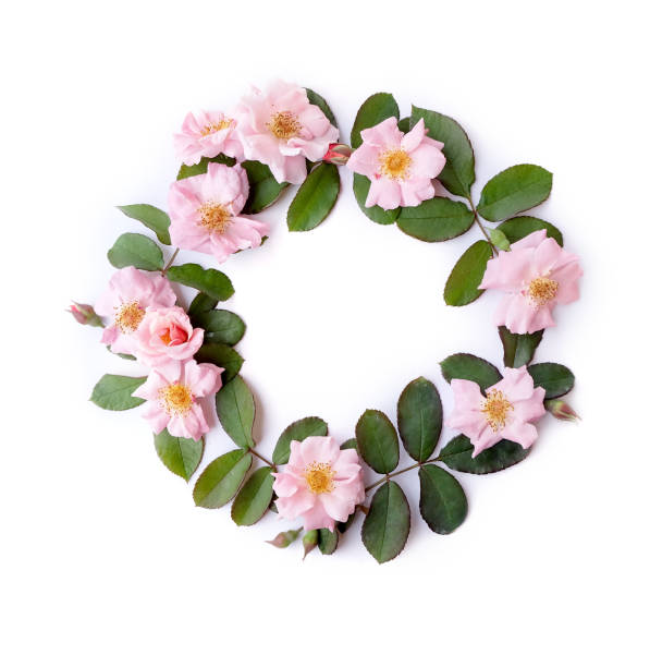 istock Pink rose petals isolated on white background for valentines day 672728592