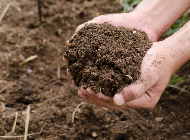 Plant organic compost fertilizer on farmer hand stock photo