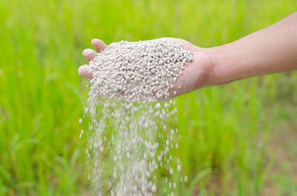 Farmer hand pouring plant chemical fertilizer stock photo