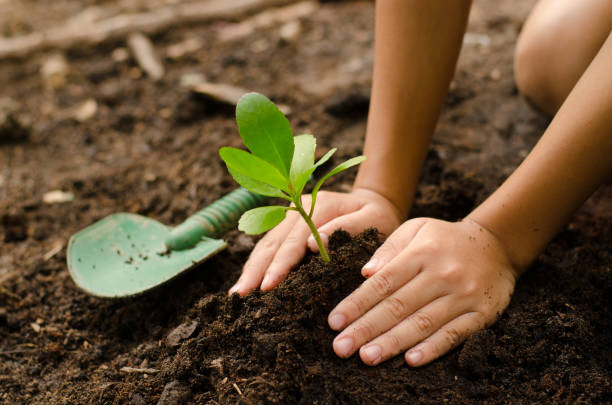 fermer la main kid plantation de jeunes arbres - humus soil photos et images de collection
