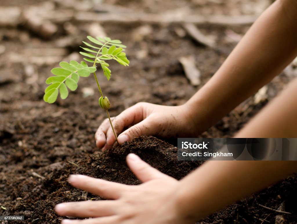 Nahaufnahme Kind Hand jungen Baum Pflanzen - Lizenzfrei Baum Stock-Foto