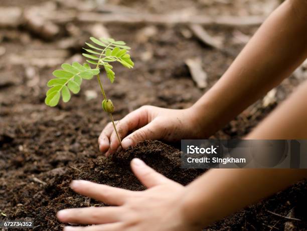 Nahaufnahme Kind Hand Jungen Baum Pflanzen Stockfoto und mehr Bilder von Baum - Baum, Pflanzen, Blatt - Pflanzenbestandteile