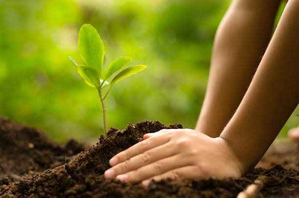 istock Close up Kid hand planting young tree 672734370