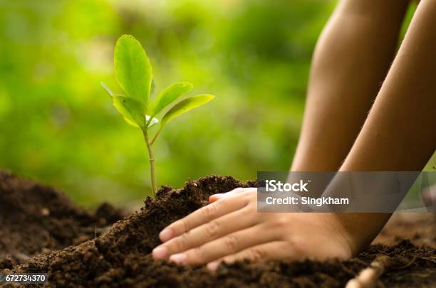 Close Up Kid Hand Planting Young Tree Stock Photo - Download Image Now - Child, Gardening, Planting