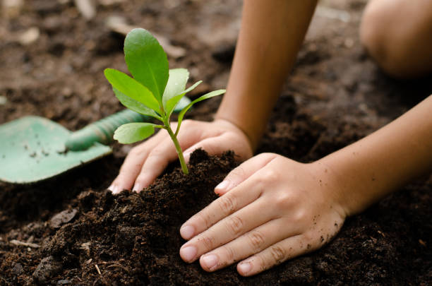 istock Close up Kid hand planting young tree 672734482