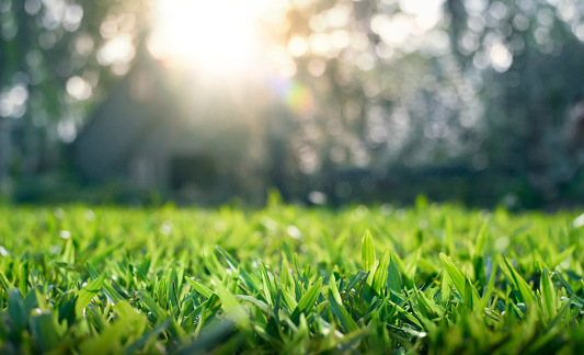 Close up of grass field with depth of field - Blur backgrounds