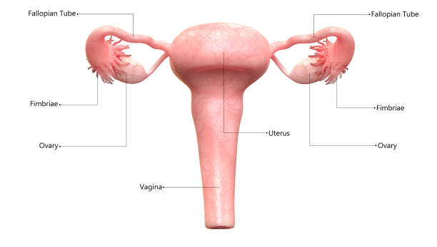 여성 생식 해부학 - vagina uterus human fertility x ray image stock illustrations