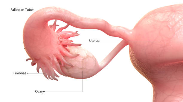 anatomie der weiblichen fortpflanzungsorgane - vagina uterus human fertility x ray image stock-grafiken, -clipart, -cartoons und -symbole