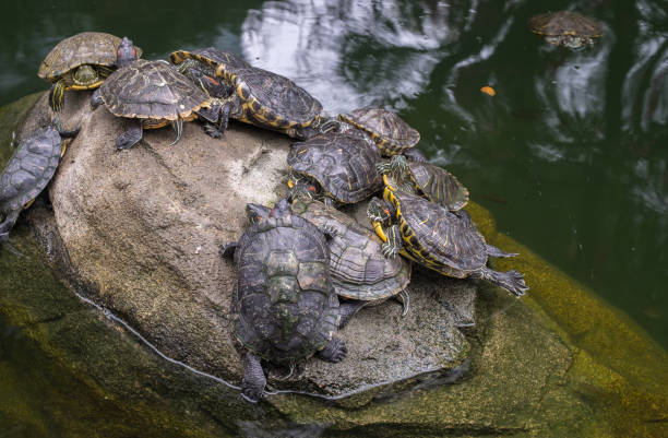 Group of Red Eared Slider Turtles On a Gray Stone In a Pond. Turtle Pond Amphibian coahuilan red eared turtle stock pictures, royalty-free photos & images