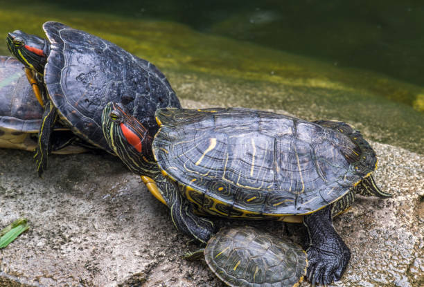 Group of Red Eared Slider Turtles On a Gray Stone In a Pond. Turtle Pond Amphibian coahuilan red eared turtle stock pictures, royalty-free photos & images