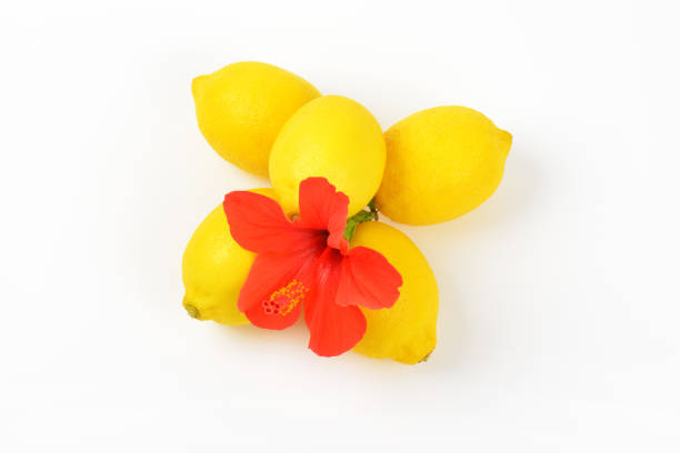 heap of ripe lemons with red hibiscus bloom on white backgroun