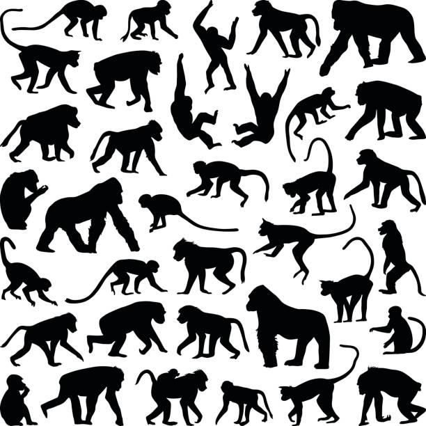 Ape and Monkey Ape and Monkey collection - vector silhouette baboon stock illustrations