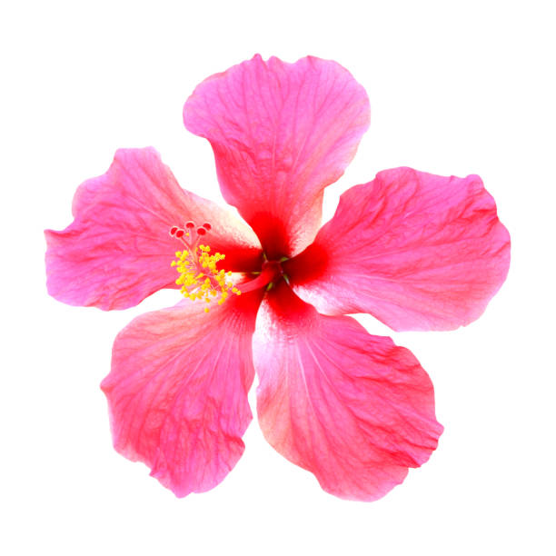 istock Pink hibiscus isolated on white background. 672754162